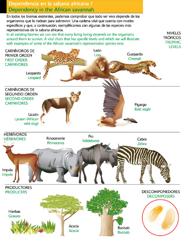 Dependencia en la sabana africana