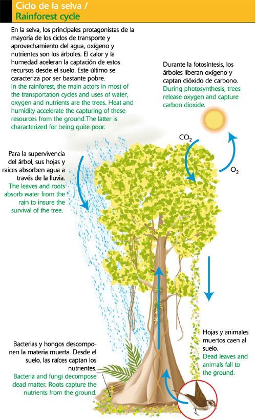 Ciclo de la selva