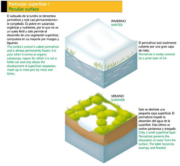 Permafrost: Particular superficie