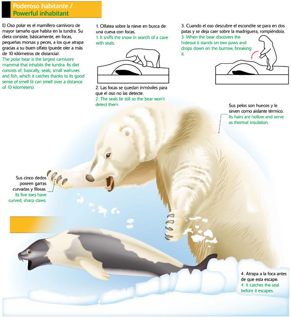 Todo sobre los animales polares en área de ciencias para Infantil y  Primaria