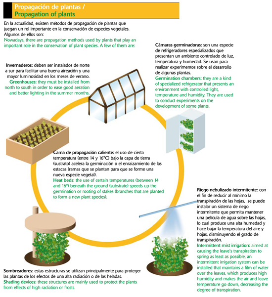 Propagación de plantas