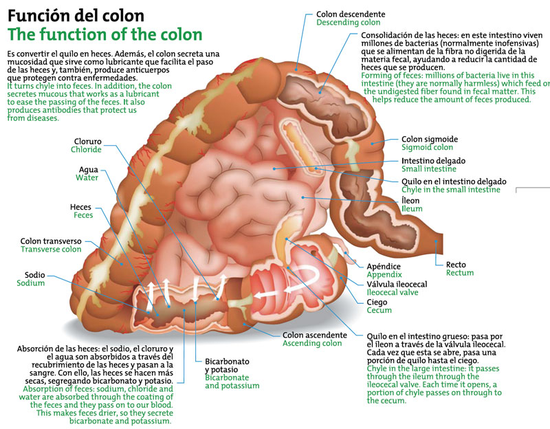 Función del colon