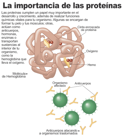 Química interna de la célula