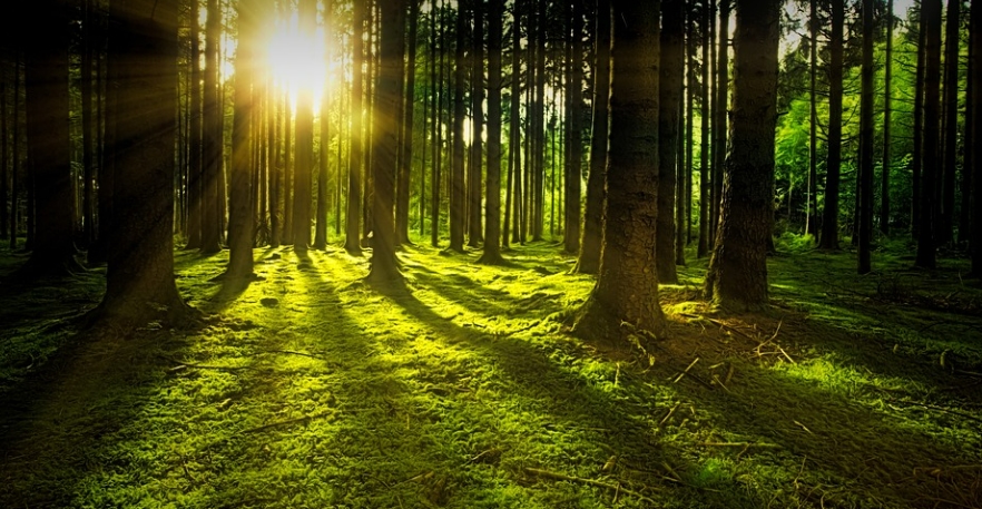Una zona boscosa. Foto: Pixabay