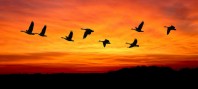 ¿Cómo migran las aves?