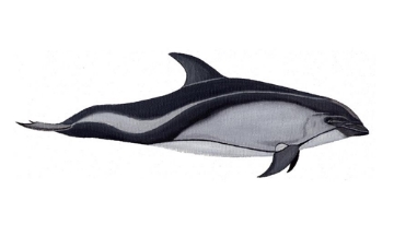 delfín austral