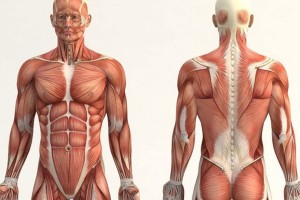 Cuerpo humano con órganos