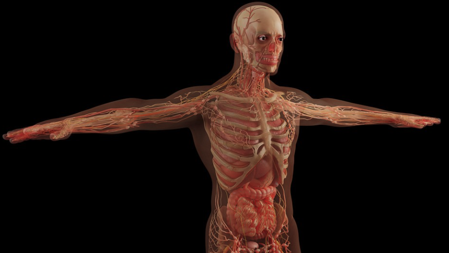 Partes del cuerpo humano. Foto: Pixabay
