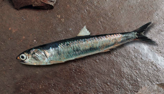 Entre los peces chilenos está la anchoveta. Foto: Subpesca