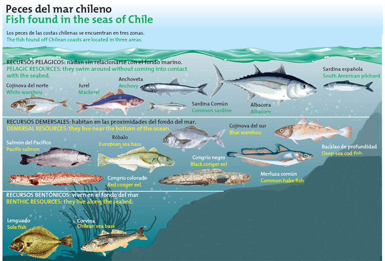 los peces chilenos