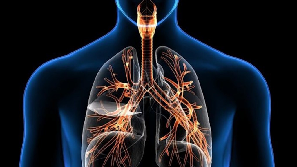 Cuerpo humano con órganos