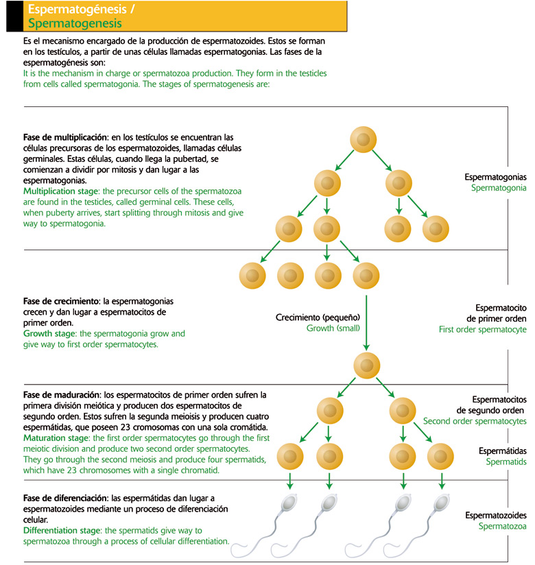 Espermatogénesis