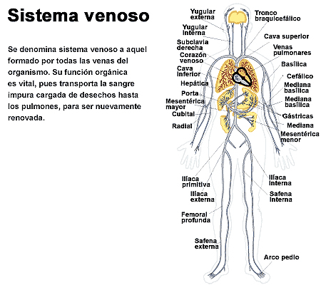 Sistema venoso