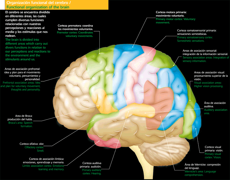 Organización funcional del cerebro