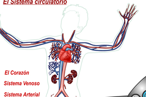 El sistema circulatorio