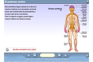 El poderoso cerebro