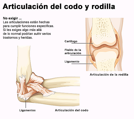 Articulación del codo y rodilla