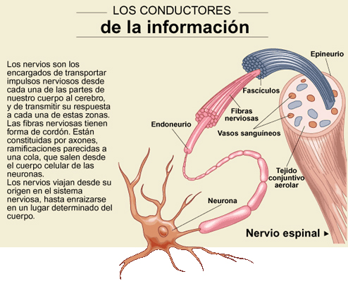 Los nervios, conductores de la información