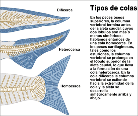 Tipos de colas