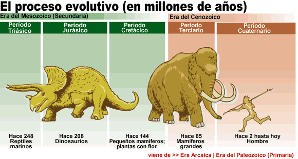 El proceso evolutivo II (en millones de años)