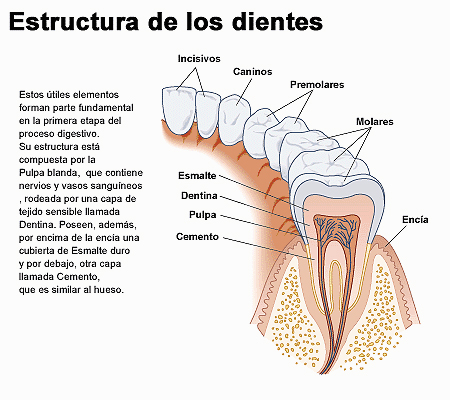 Estructura de los dientes