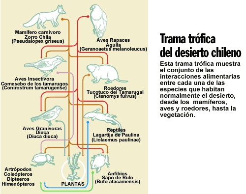 Trama trófica del desierto chileno