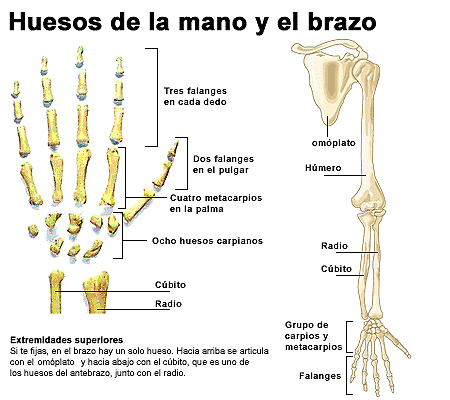 Huesos de la mano y del brazo