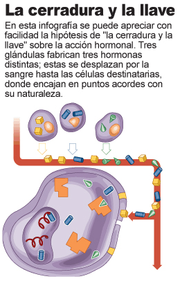 Acción hormonal