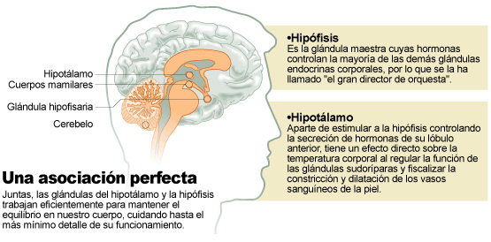 La hipófisis y el hipotálamo