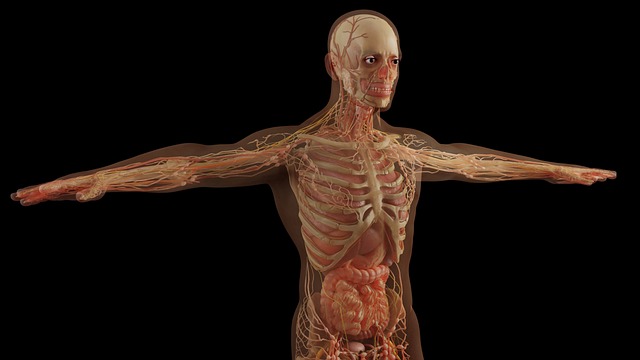Las partes del cuerpo humano