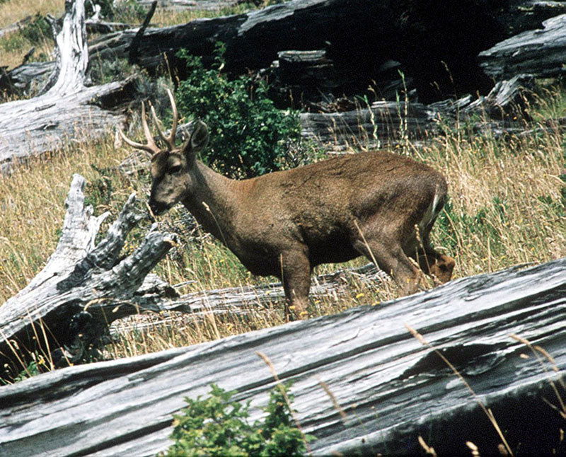 969479-jpg - Como todos los ciervos, sólo el huemul macho posee cornamenta, la cual se compone de dos pares de astas que se bifurcan en la base.