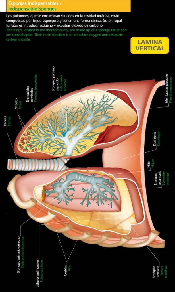Partes de los pulmones