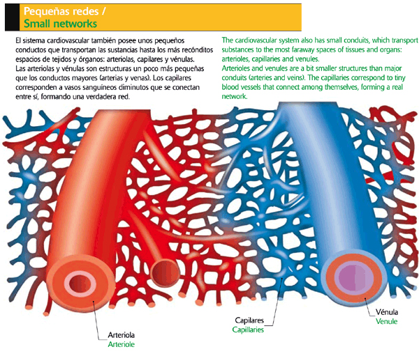 Arteriolas, capilares y vénulas