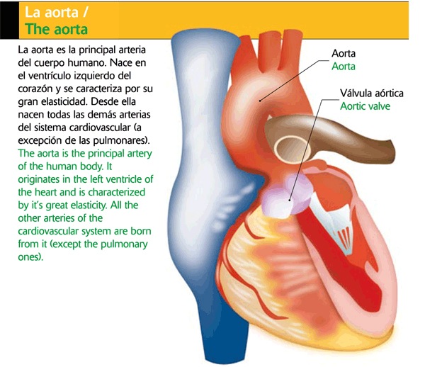 Qué es la aorta y para qué sirve