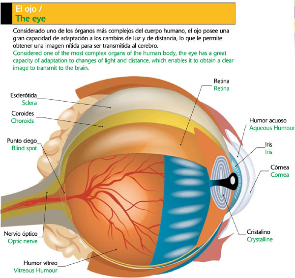 El ojo