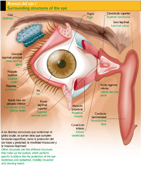 Anexos del ojo