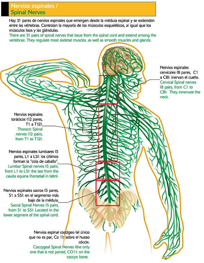 Nervios espinales