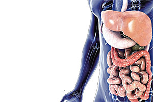 Hígado, vesícula biliar y páncreas: Anexos digestivos