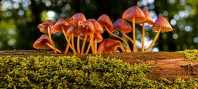 mushrooms-3659165_640