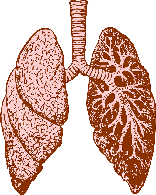 Función de las estructuras del Sistema respiratorio