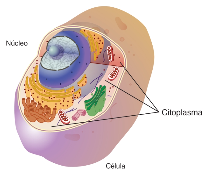 citoplasma