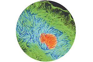 Organoides celulares: aparato de Golgi