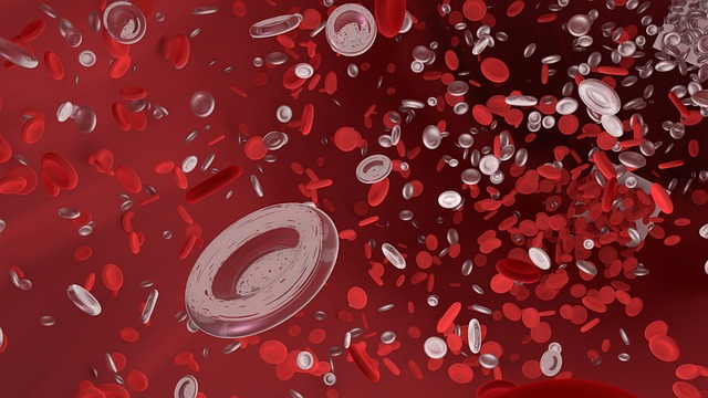 La importancia de los glóbulos rojos 